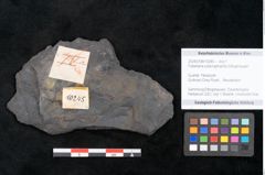 Foto (Objekt + Etikett) von Flabellaria sublongirhachis Ettingshausen (NHMW-GEO-2024-0188-10245)